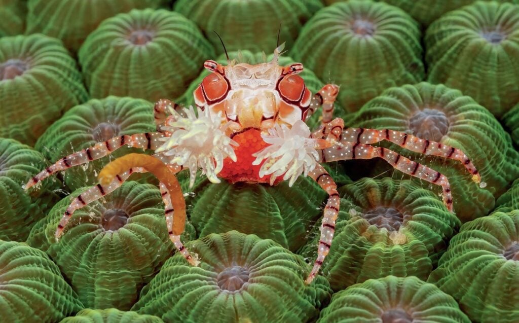 Diving New Britain's Fathers Reefs 12 Boxer crab
