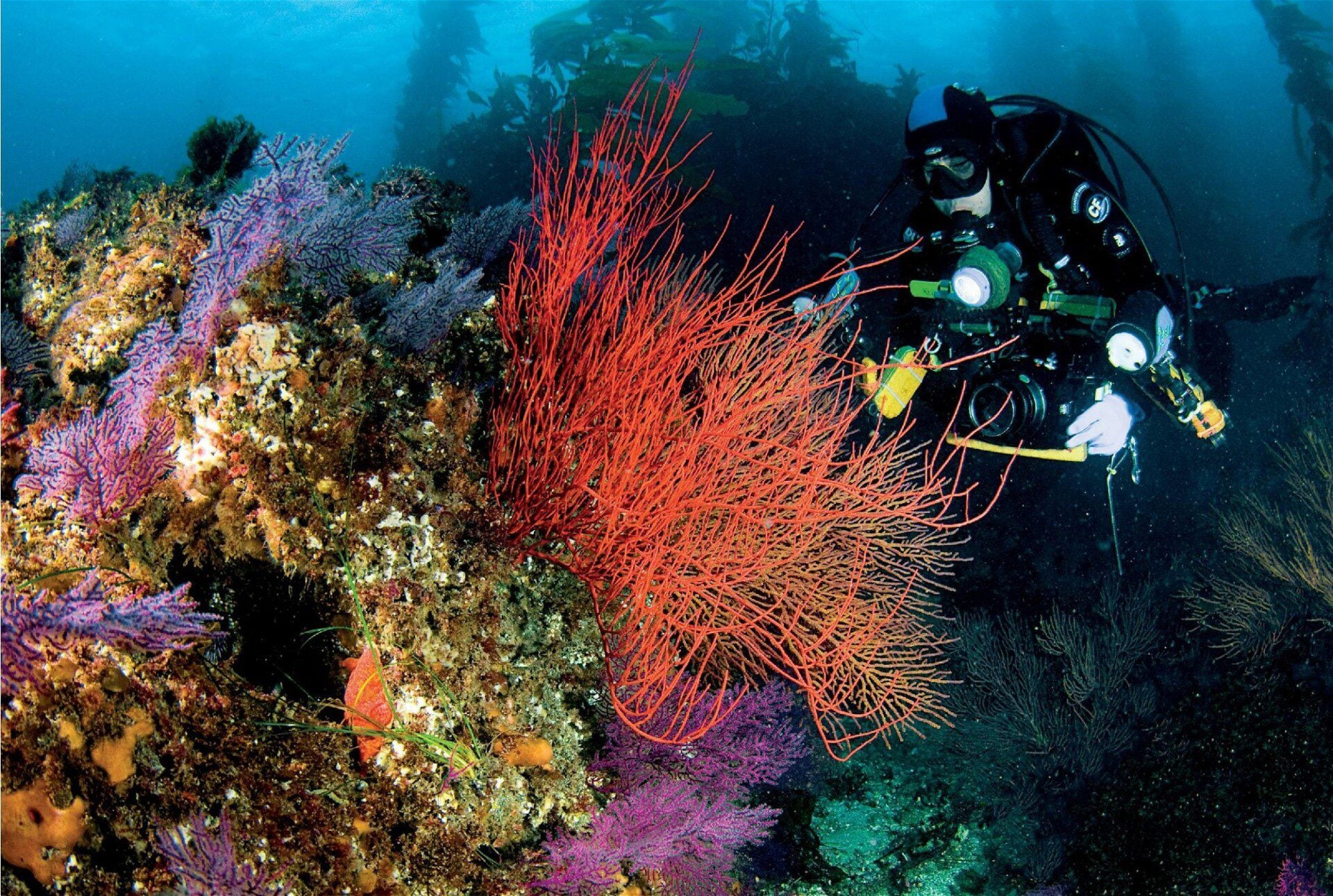 Colorful marine life thriving on California’s cold-water rocky reefs