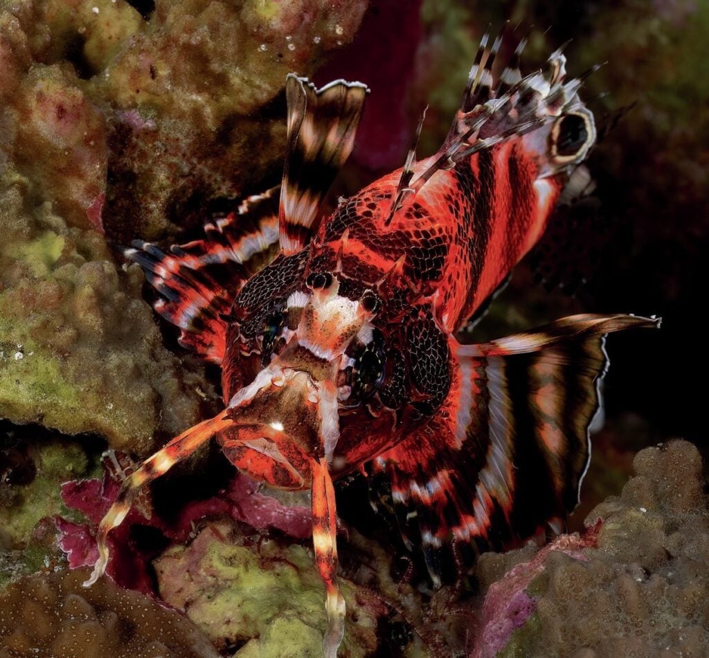 Diving New Britain's Fathers Reefs 4 Colourful critters abound