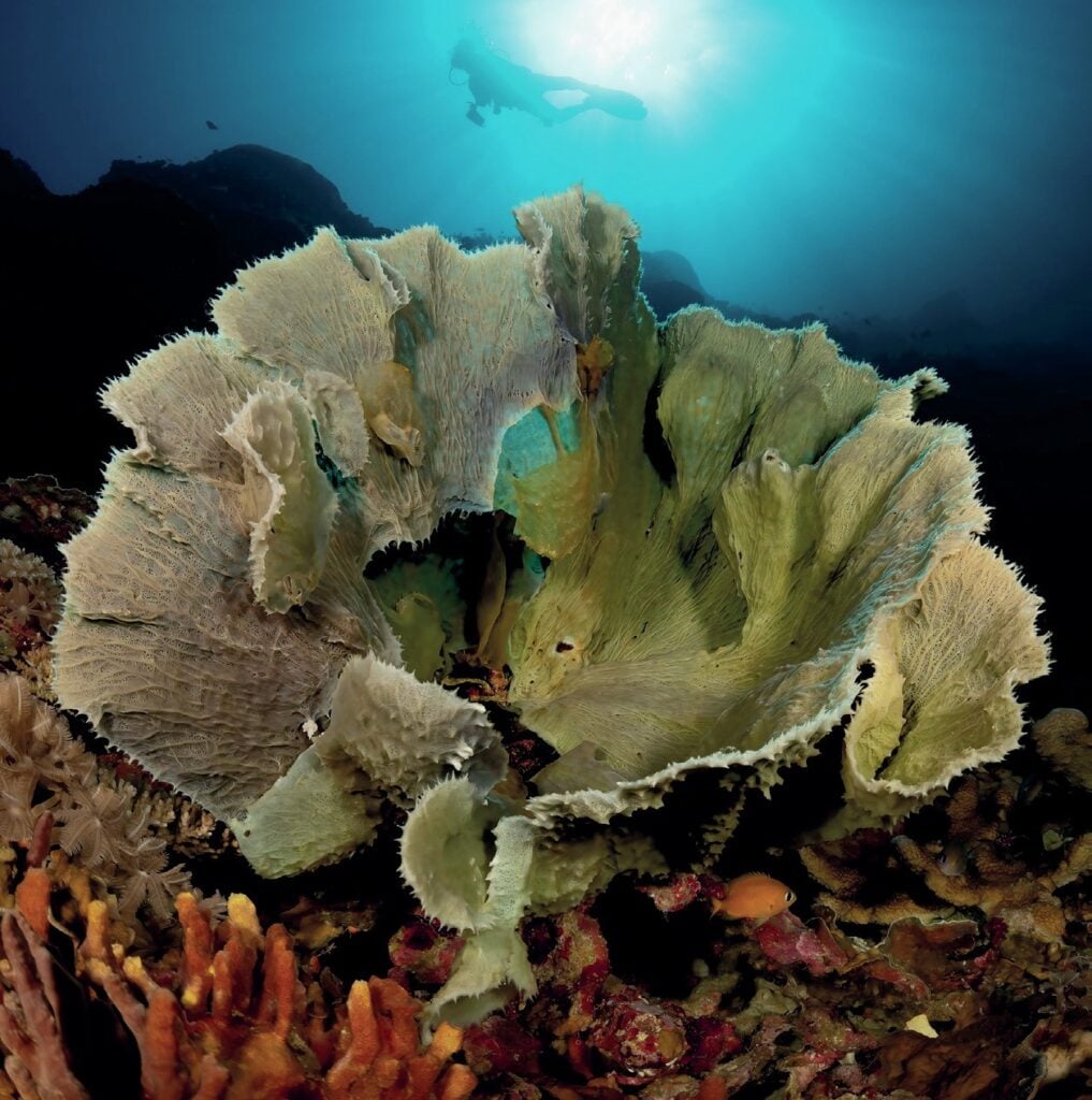 Diving New Britain's Fathers Reefs 13 Corals and sponges take on fantastical shapes