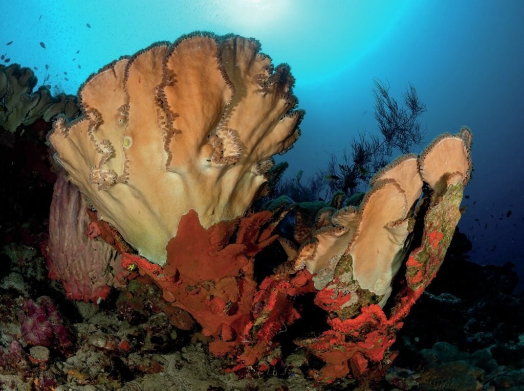 Diving New Britain's Fathers Reefs 10 Expect plenty of variety on the reefs
