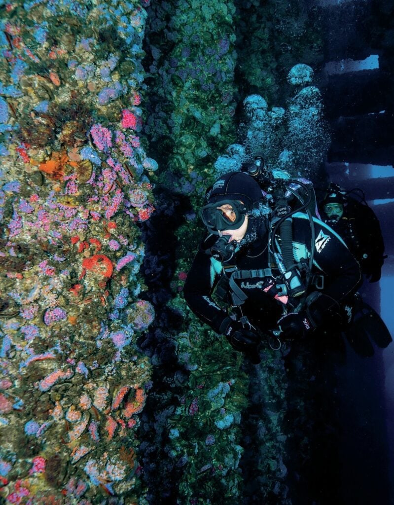 Pier legs smothered in marine growth, home to diverse marine life off the California coast

