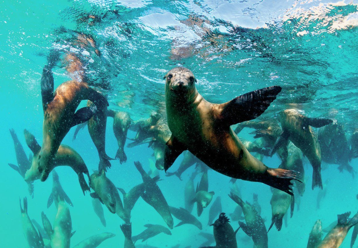 Playful California sea lions interacting with divers underwater