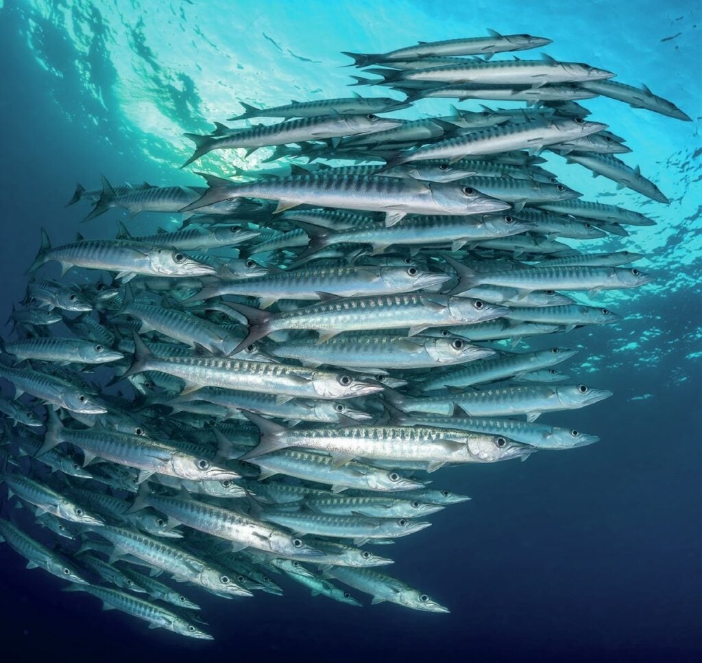 Diving New Britain's Fathers Reefs 2 Shoal of barracuda
