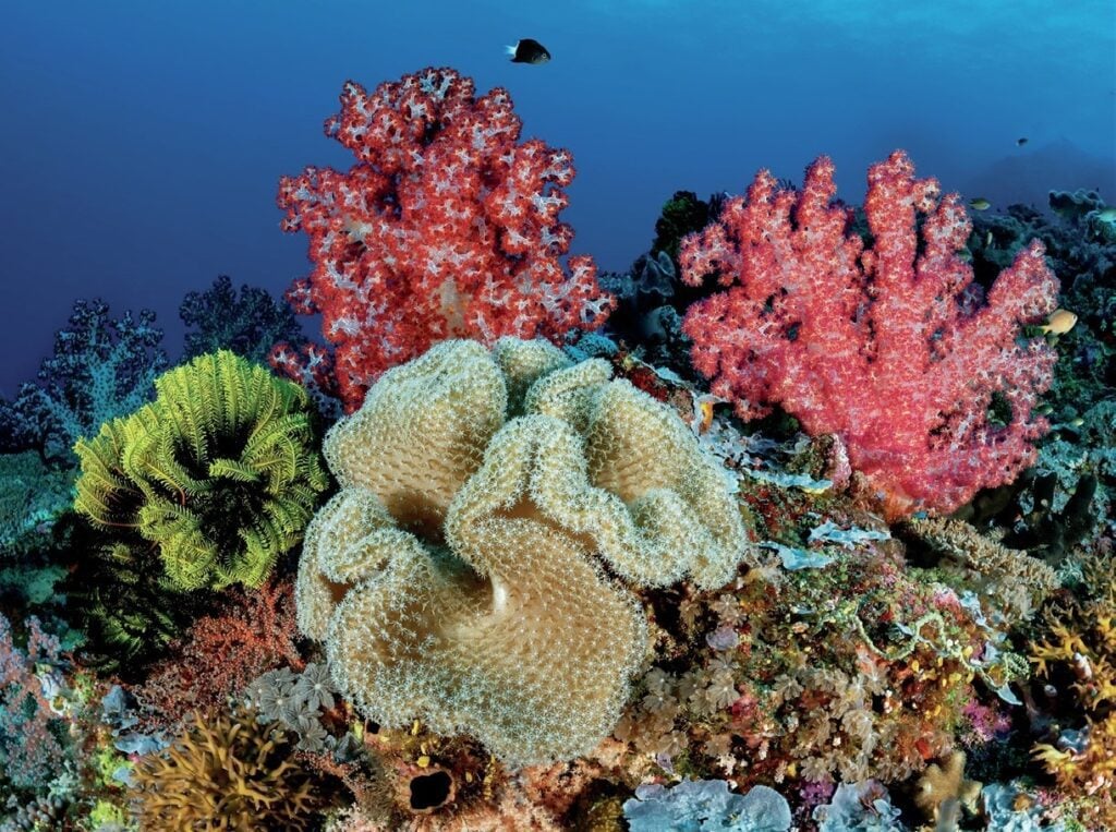 Diving New Britain's Fathers Reefs 7 Soft corals and sponges provide a riot of colour