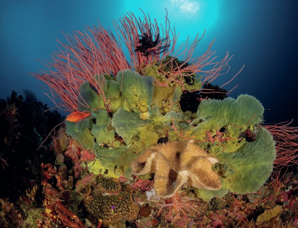 Diving New Britain's Fathers Reefs 8 The reefs are in fantastic condition