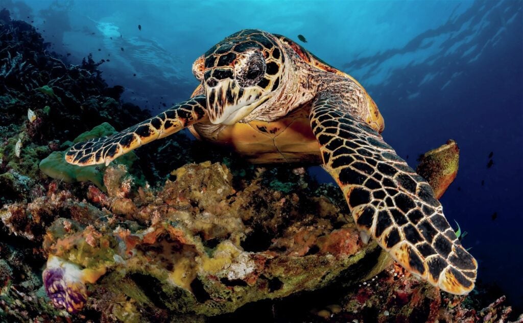 Diving New Britain's Fathers Reefs 6 Turtle