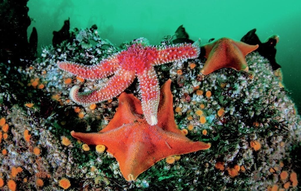 Diverse seastar species on California rocky reefs, showcasing local marine biodiversity

