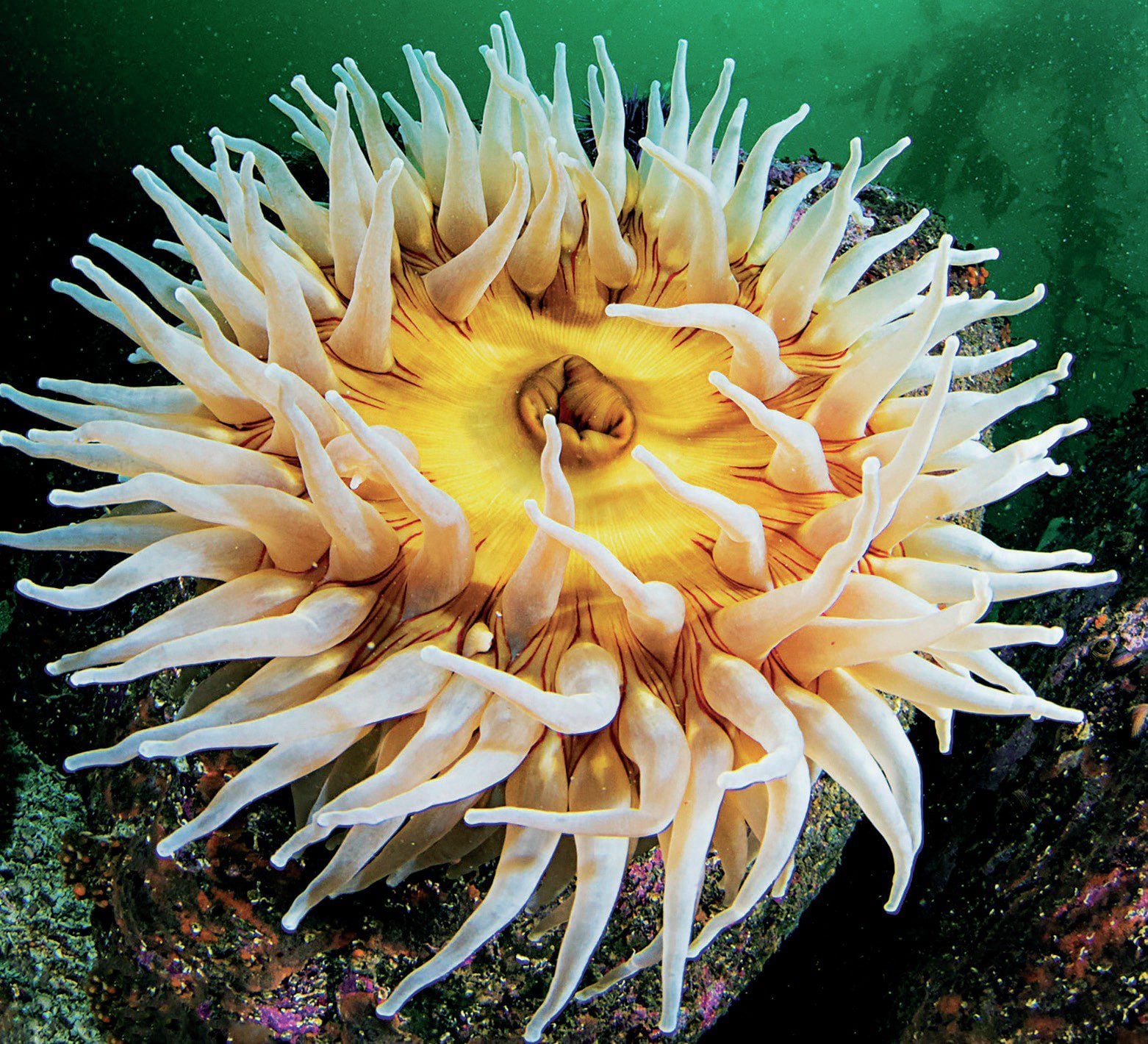 Vibrant, large anemones thriving on California’s rocky reefs, adding color and texture to the underwater landscape