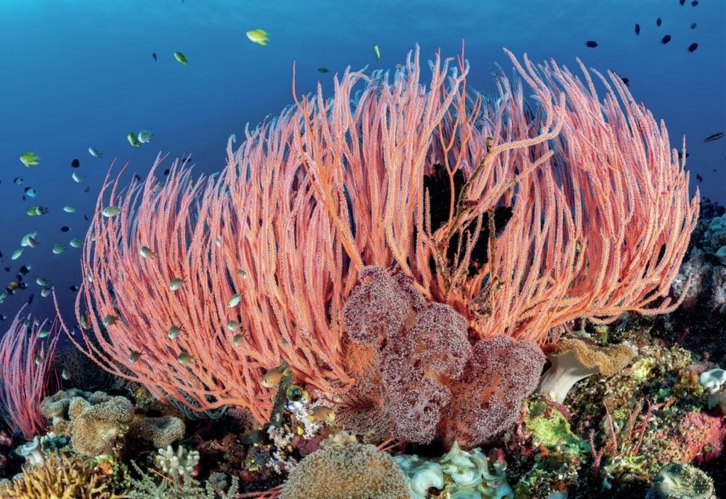 Diving New Britain's Fathers Reefs 3 Vibrant corals and sponges