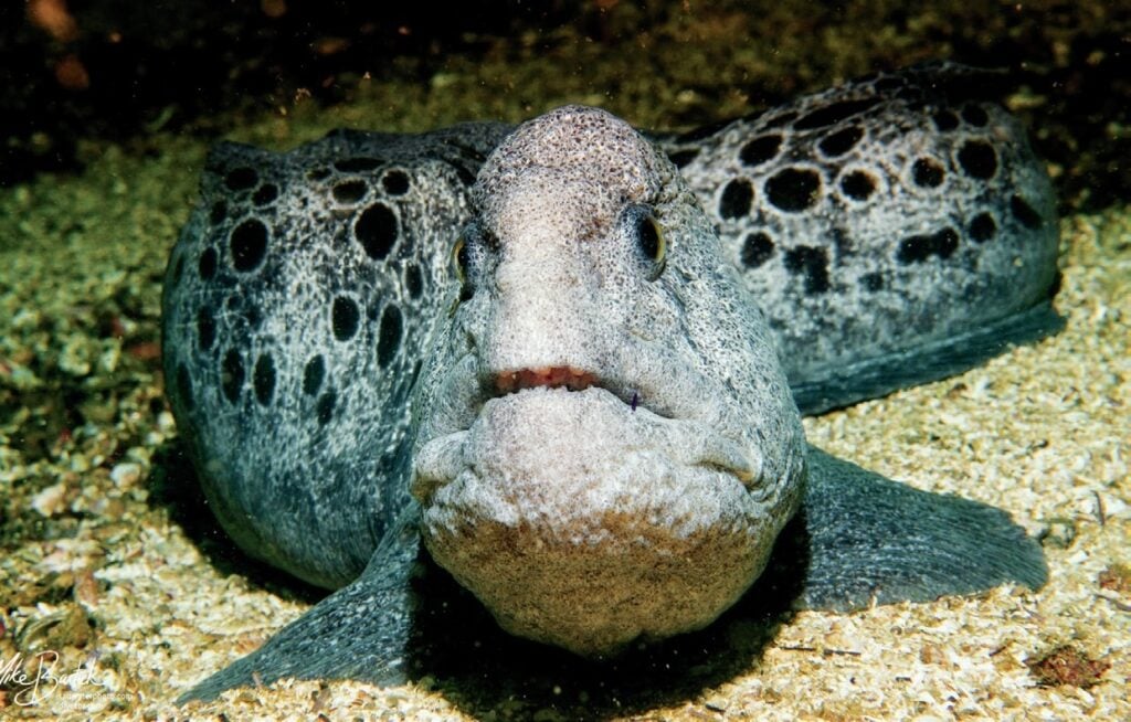 Close-up of a wolf eel (wolf fish) off the coast of California

